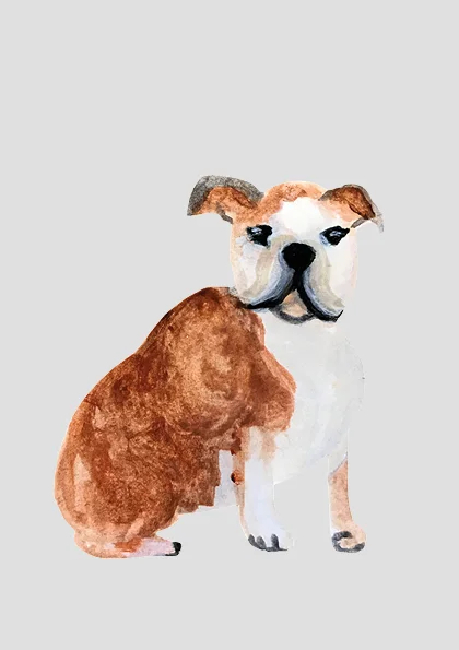 Bulldog.jpg