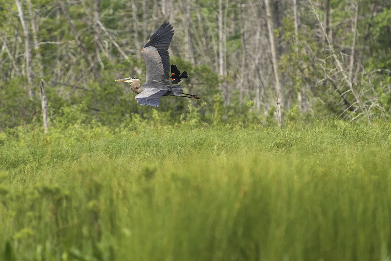 flying heron vermont