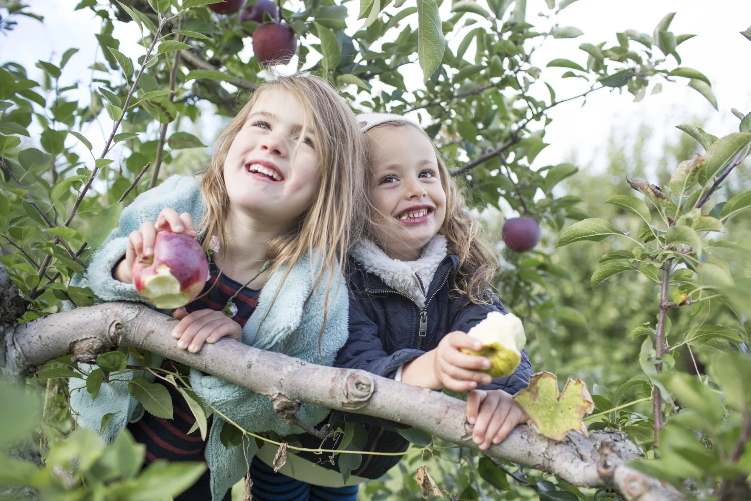 Fun at Shelburne Orchards. Pic. by Dylan Griffin