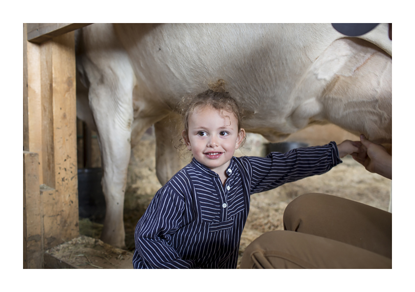 Cow milking at Shelburne Farms. Pic. by Dylan Griffin