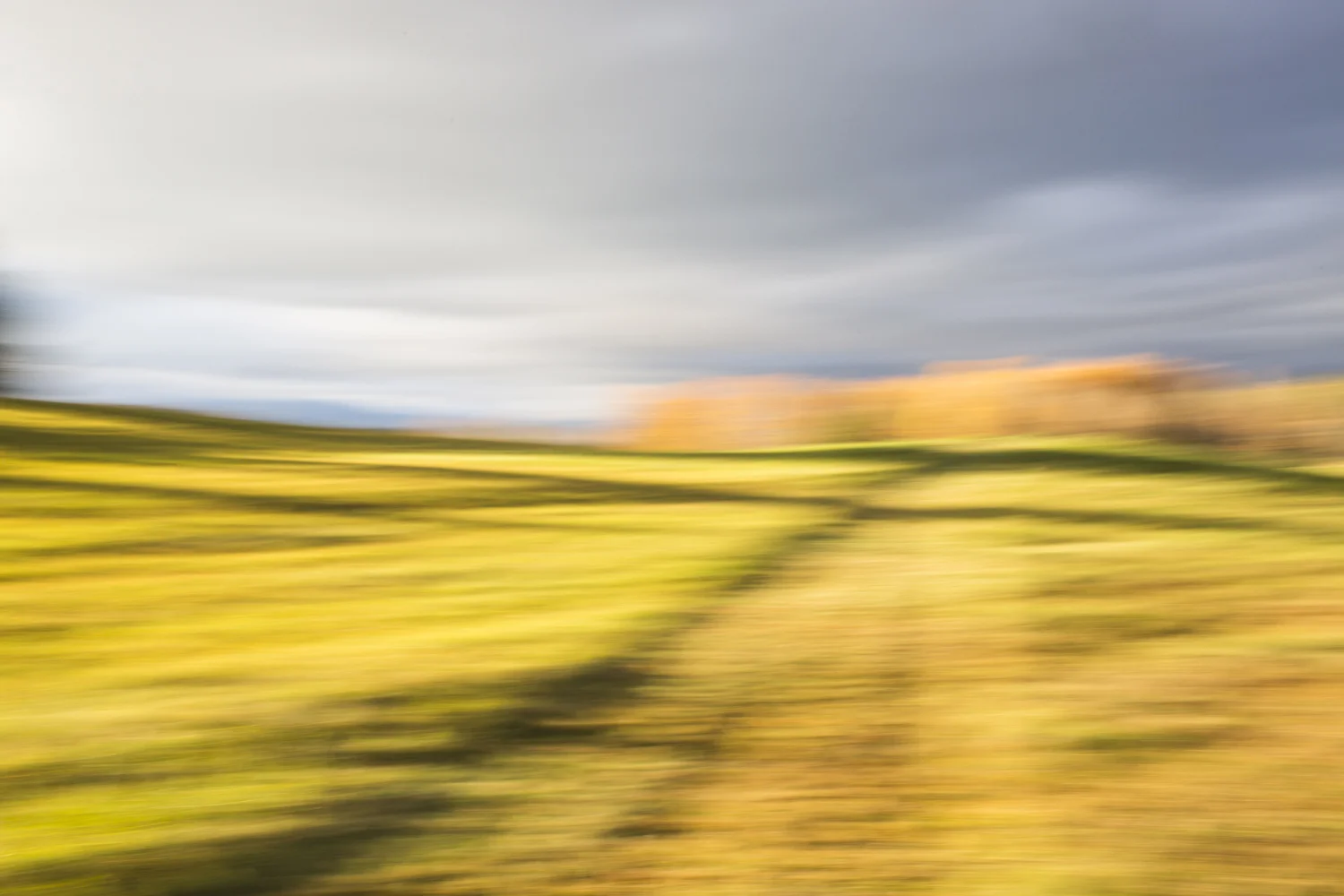 Golden Grasses. Pic. by Dylan Griffin