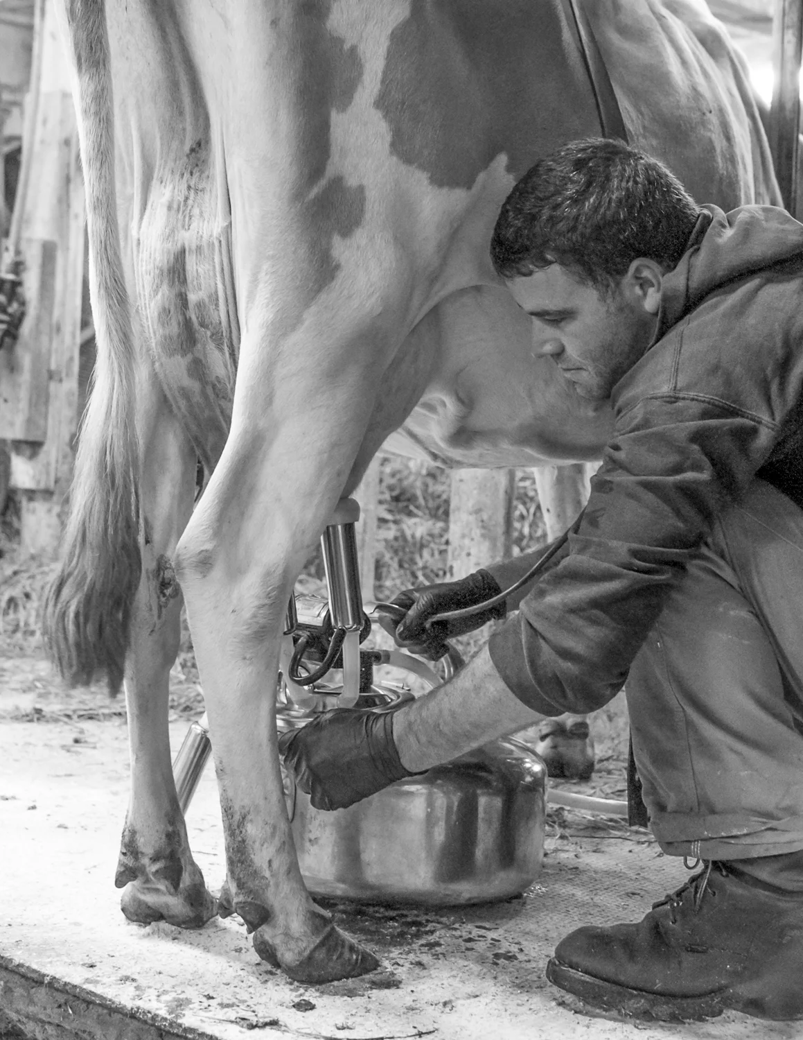 Henry milks one of his cows.