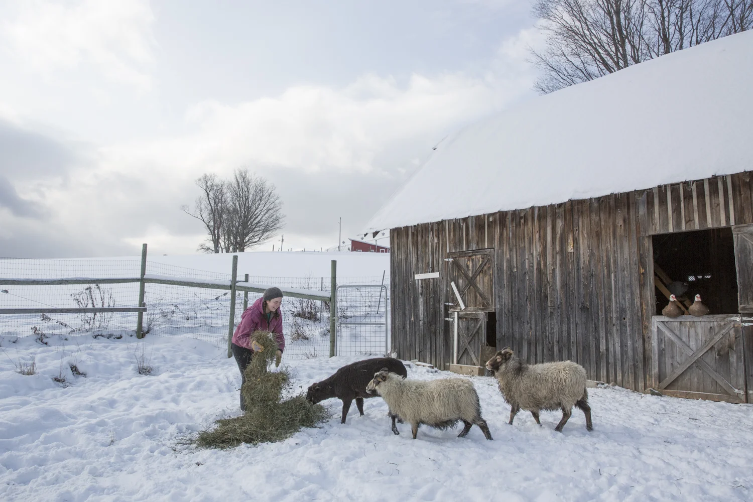 Caitlin feeding their sheep: Nino, Brynja, Freyia.