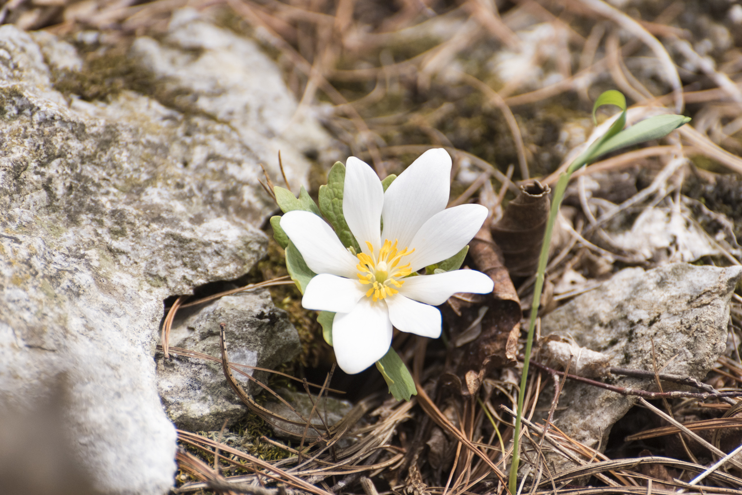 Bloodroot wildflower. Photo by Nathanael Asaro