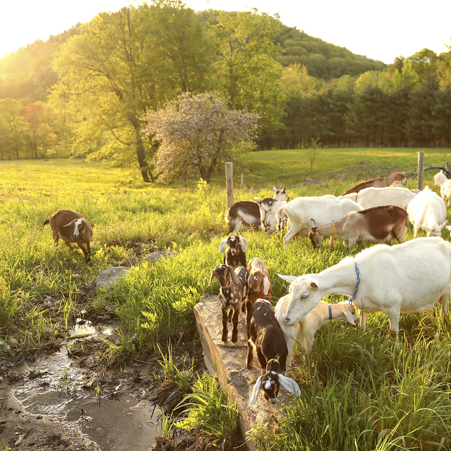14 Vermont Farmers to Follow on Instagram