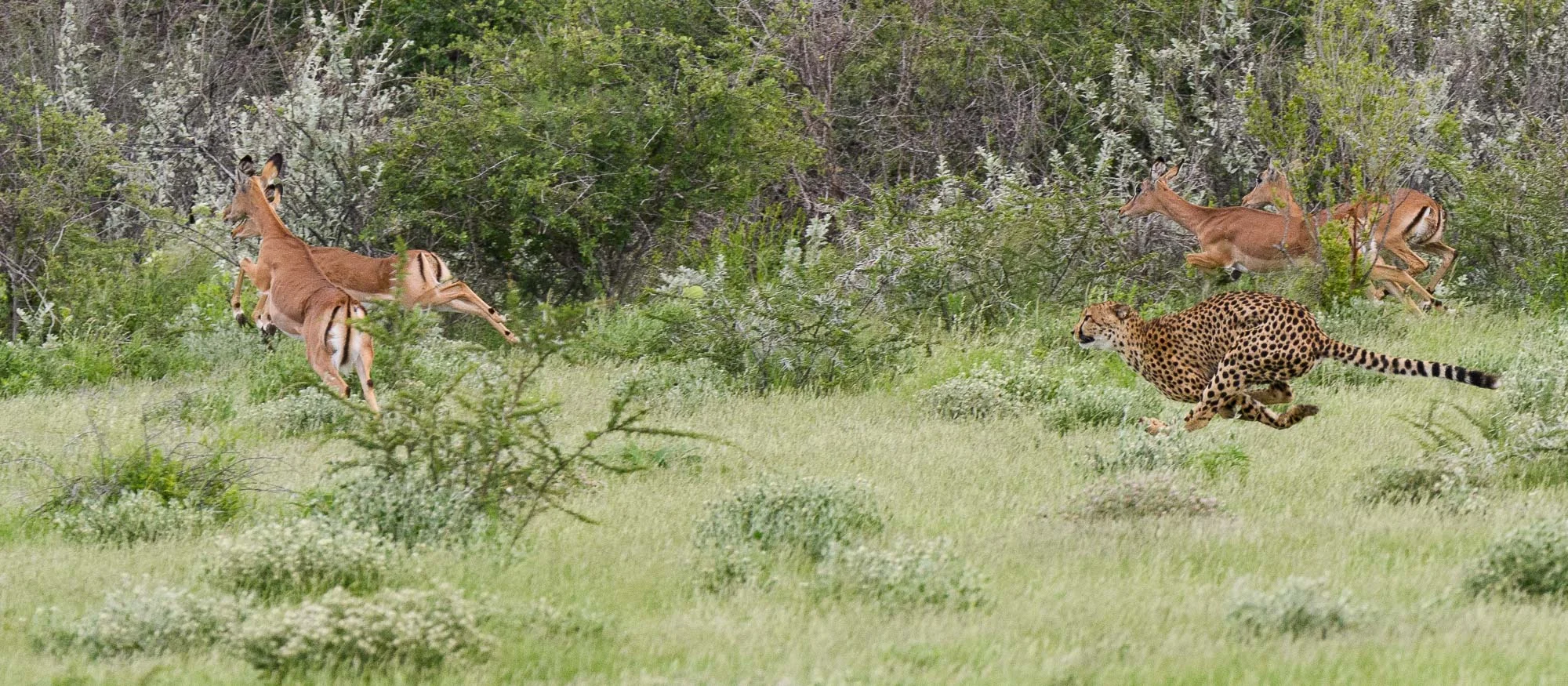 The cat was up to speed so quickly and it was difficult to track it’s movement as it jinked and turned as it focused on different targets.