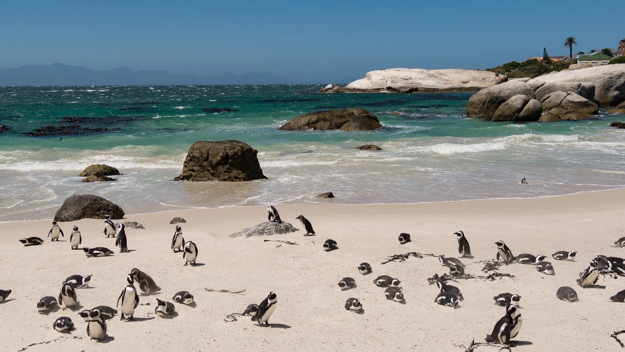 African penguins from the wider end (19mm)