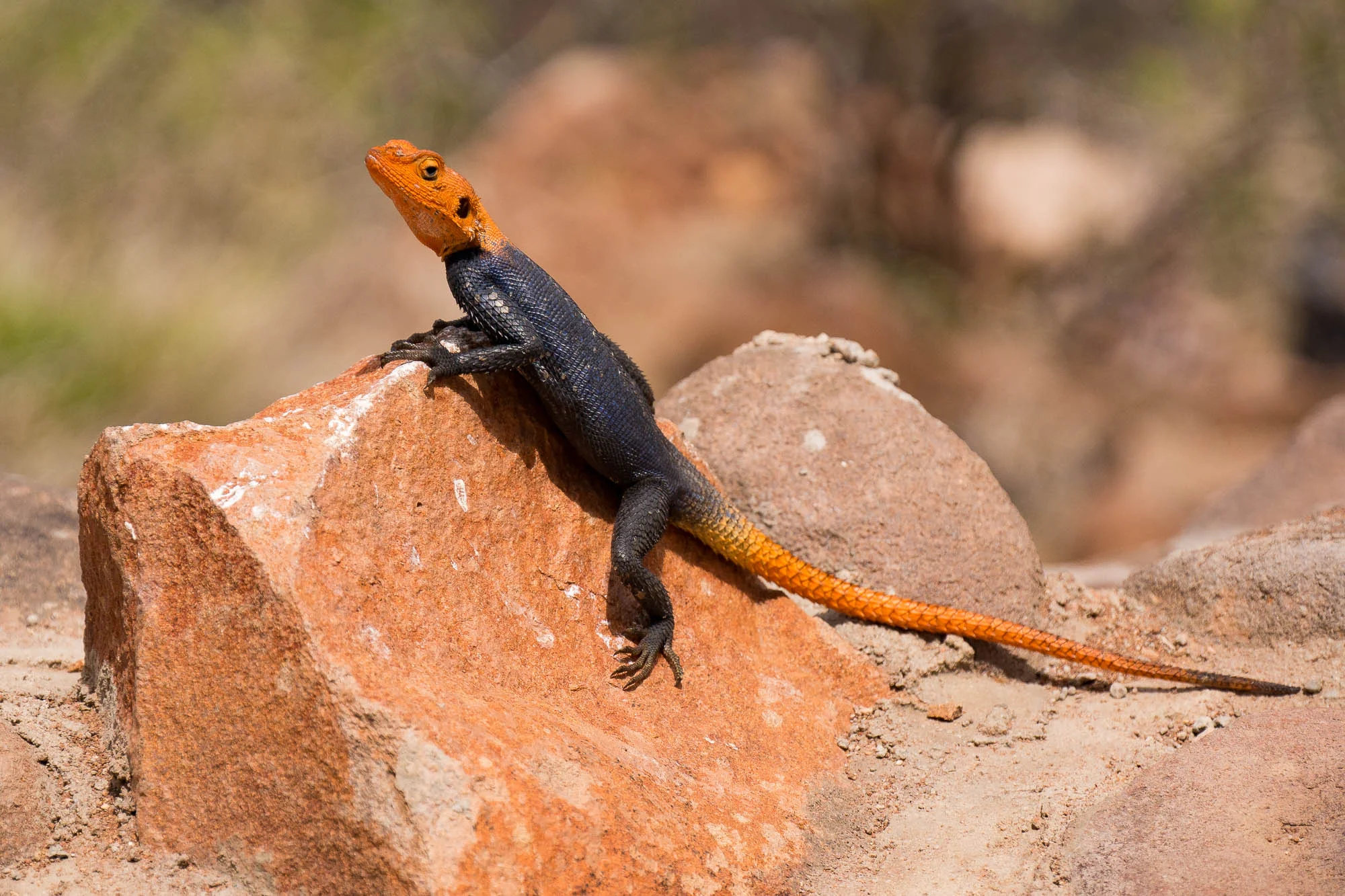 I caught this lizard sunning himself on the rocks around the edge of the pool (84mm)