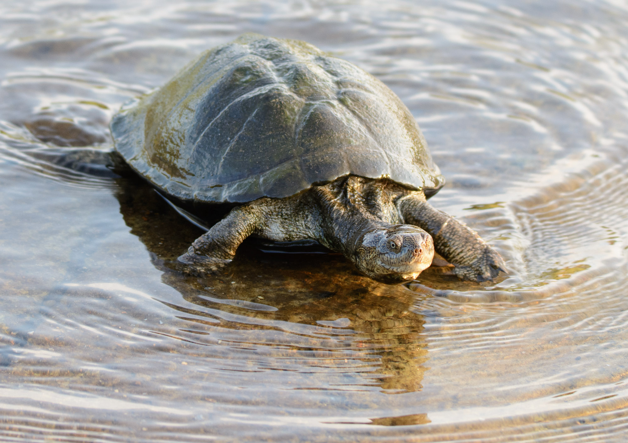 A turtle seemed very interested in us as we forded a small river and insisted I take his picture