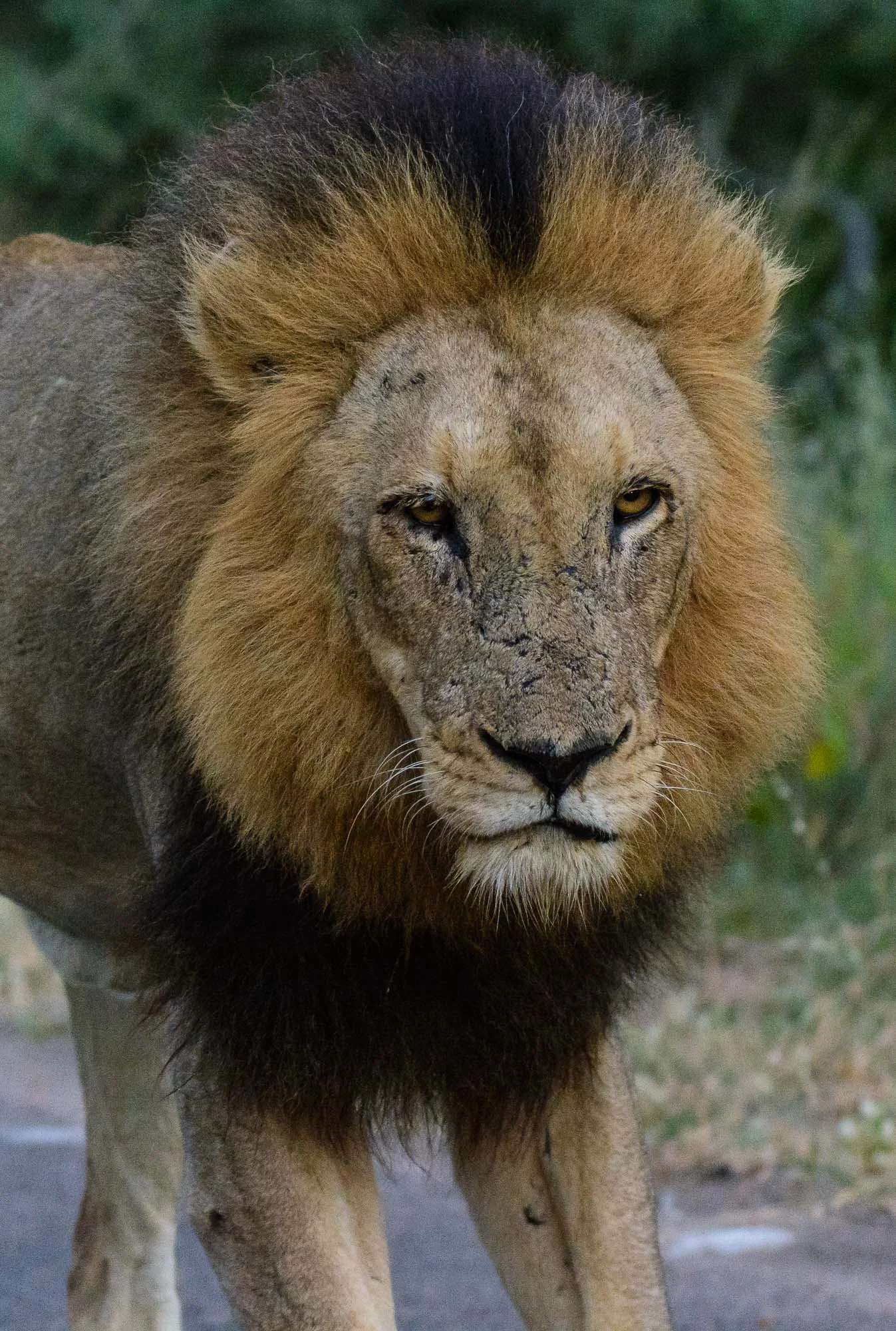 "The King"