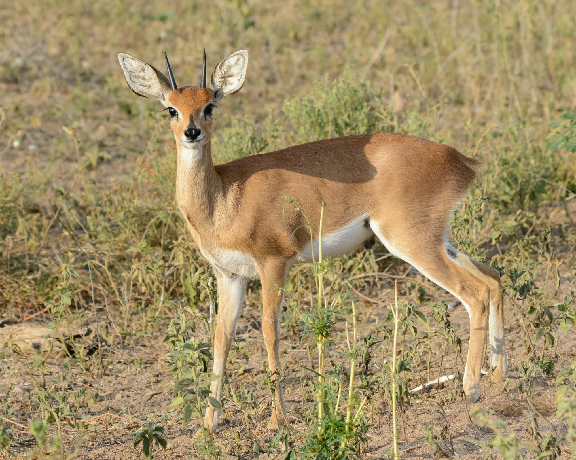 DSC_2399.jpg