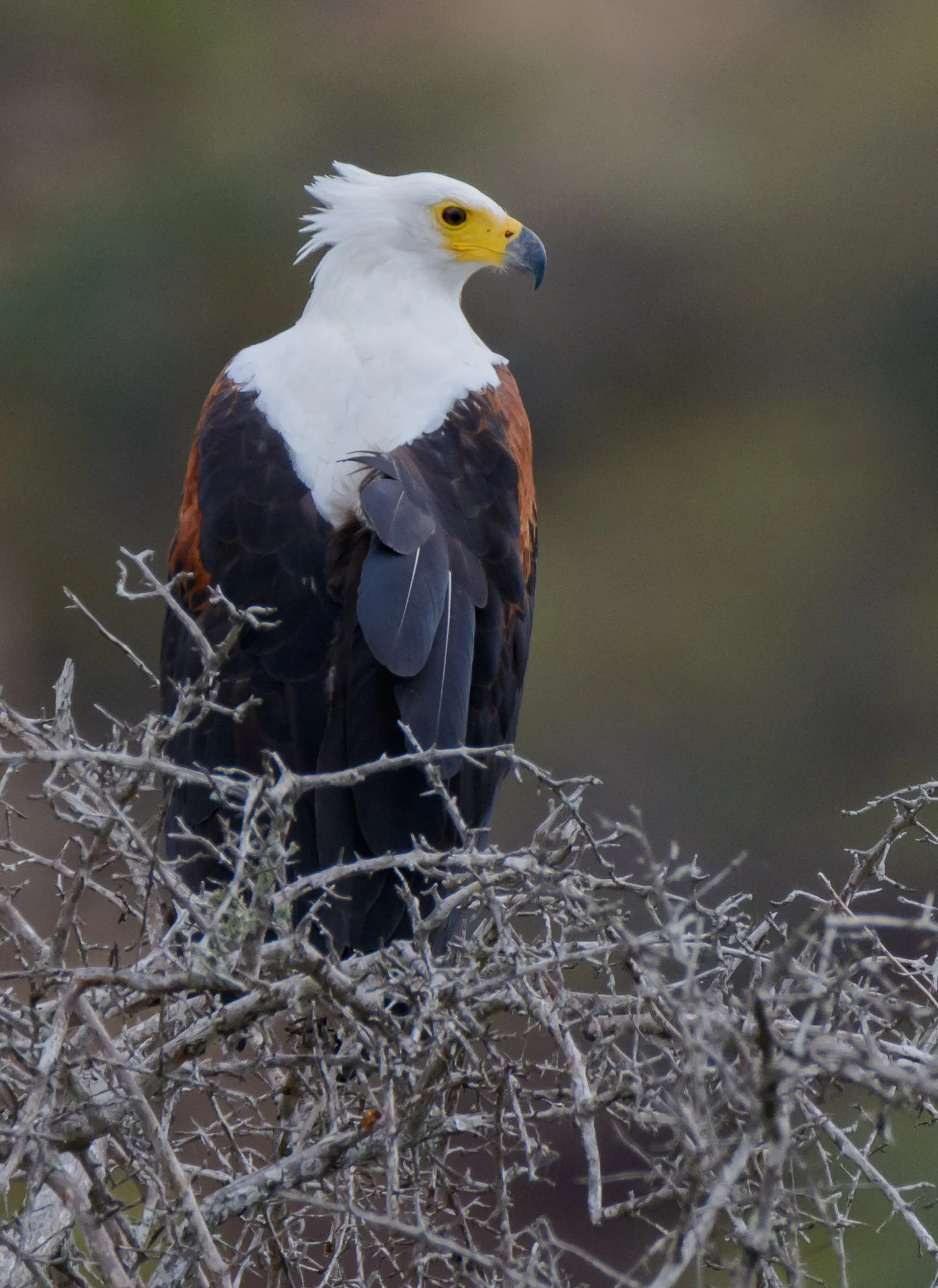 DSC_2810.jpg