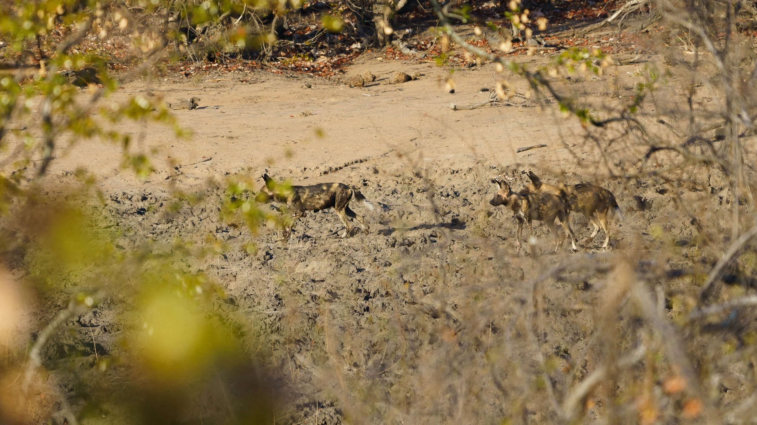 Yep, definitely wild dogs!
