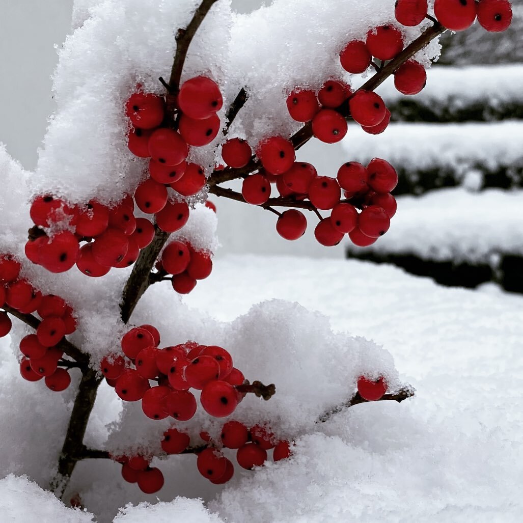 #snow in #northlondon today! What a surprise! And still #snowing!