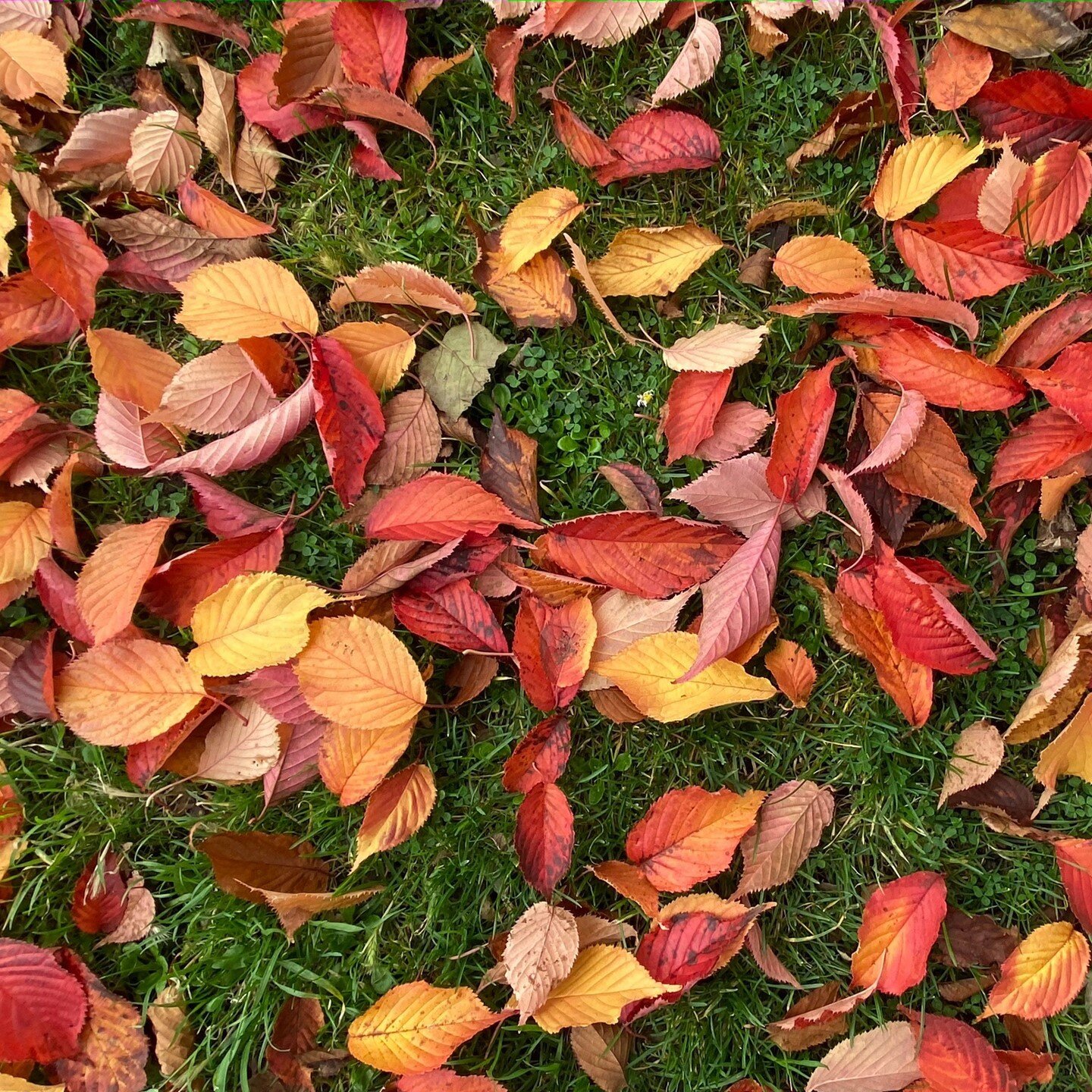 Lovely colours under the cherry tree today.⠀
&bull;⠀
&bull;⠀
&bull;⠀
&bull;⠀
&bull;⠀
#autumncolours #autumnleaves #redandgold #autumn #cherrytree #northlondon #hampsteadgardensuburb #crouchend #muswellhill #northlondon #photographer #videographer #su