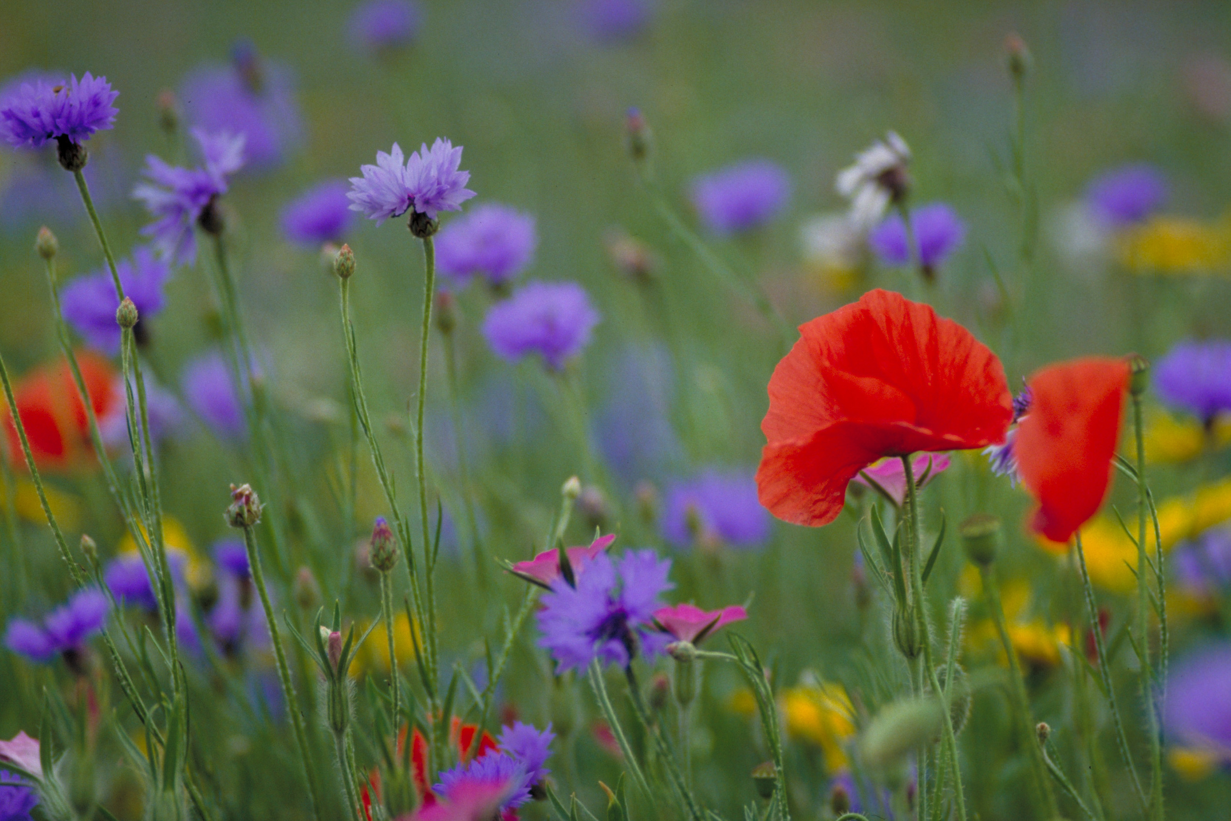 wild flowers-gallery.jpg