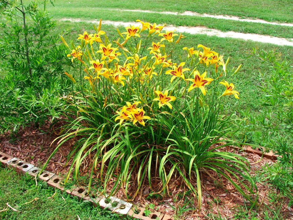 daylilies[1].jpg