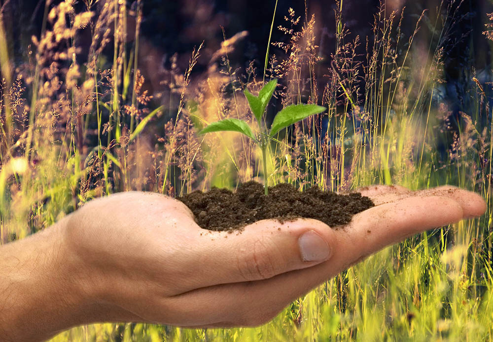 hand-planting-seed-copy.jpg