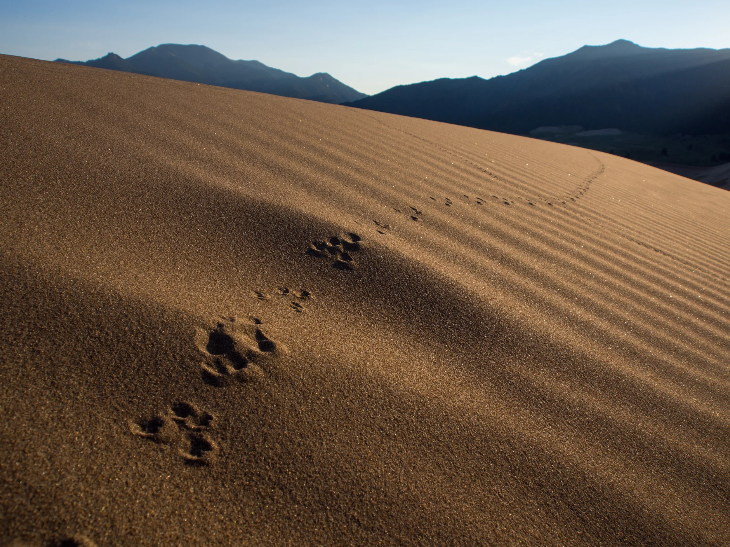 The dunes are anything but barren, evidenced by the numerous animal tracks crisscrossing the sand that appeared overnight.