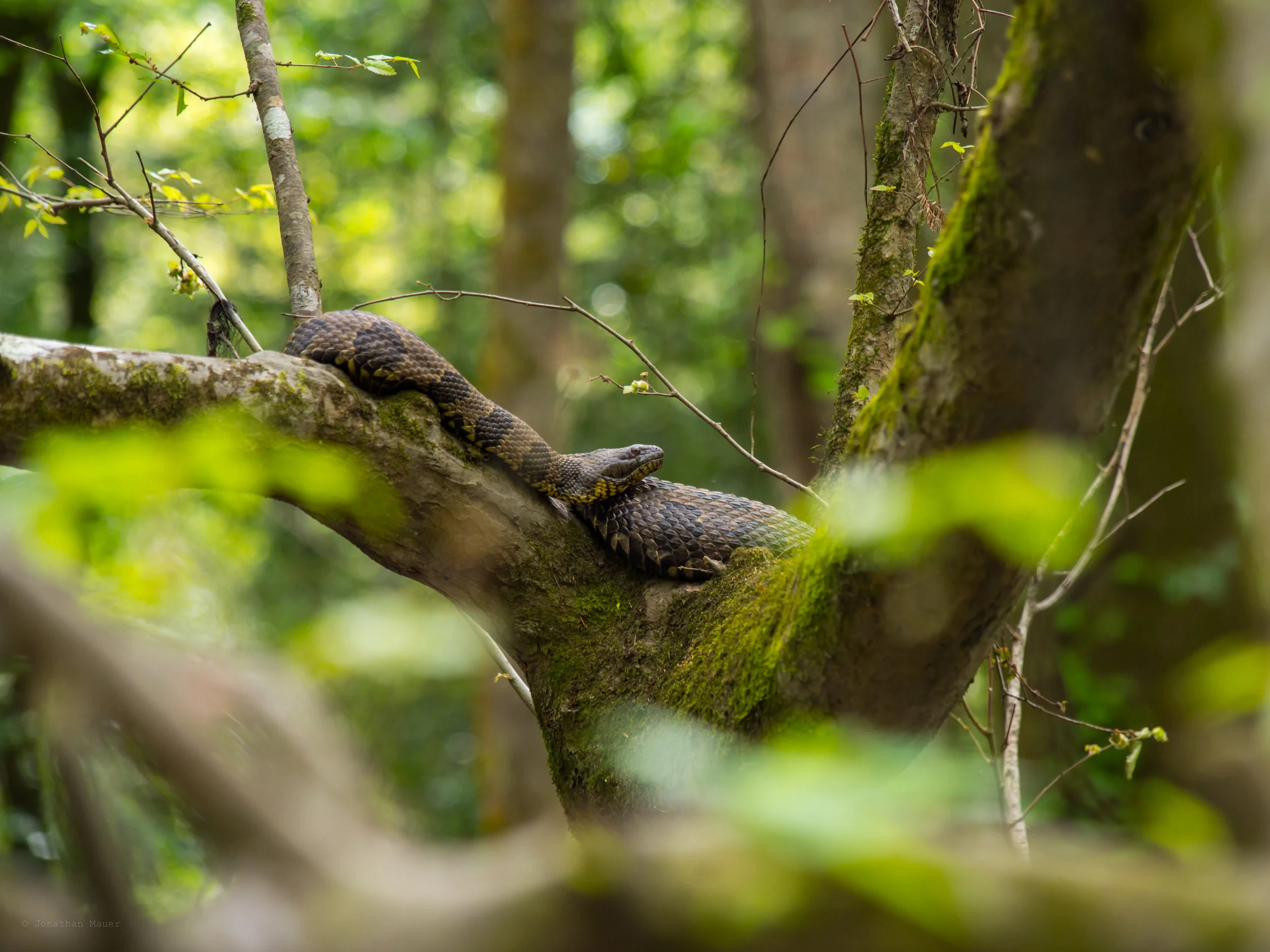 Congaree-12.jpg