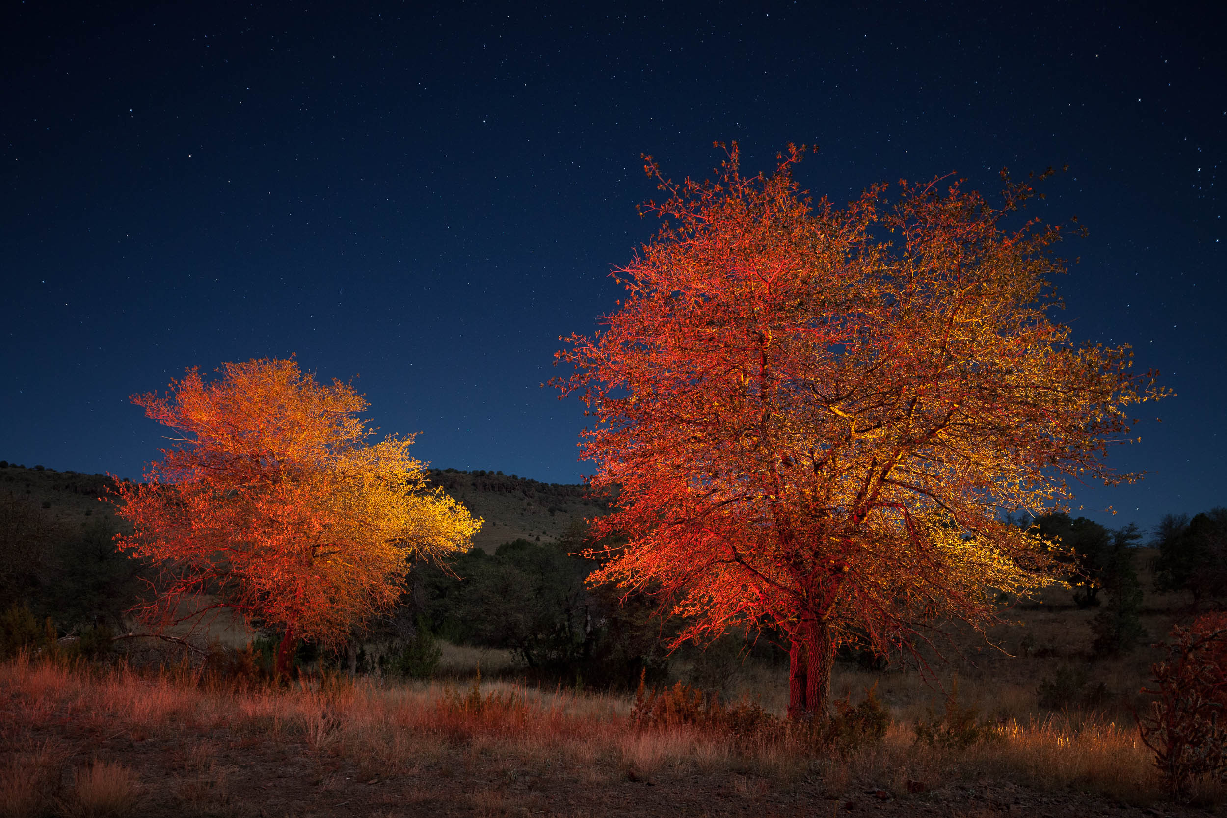 Davis Autumn