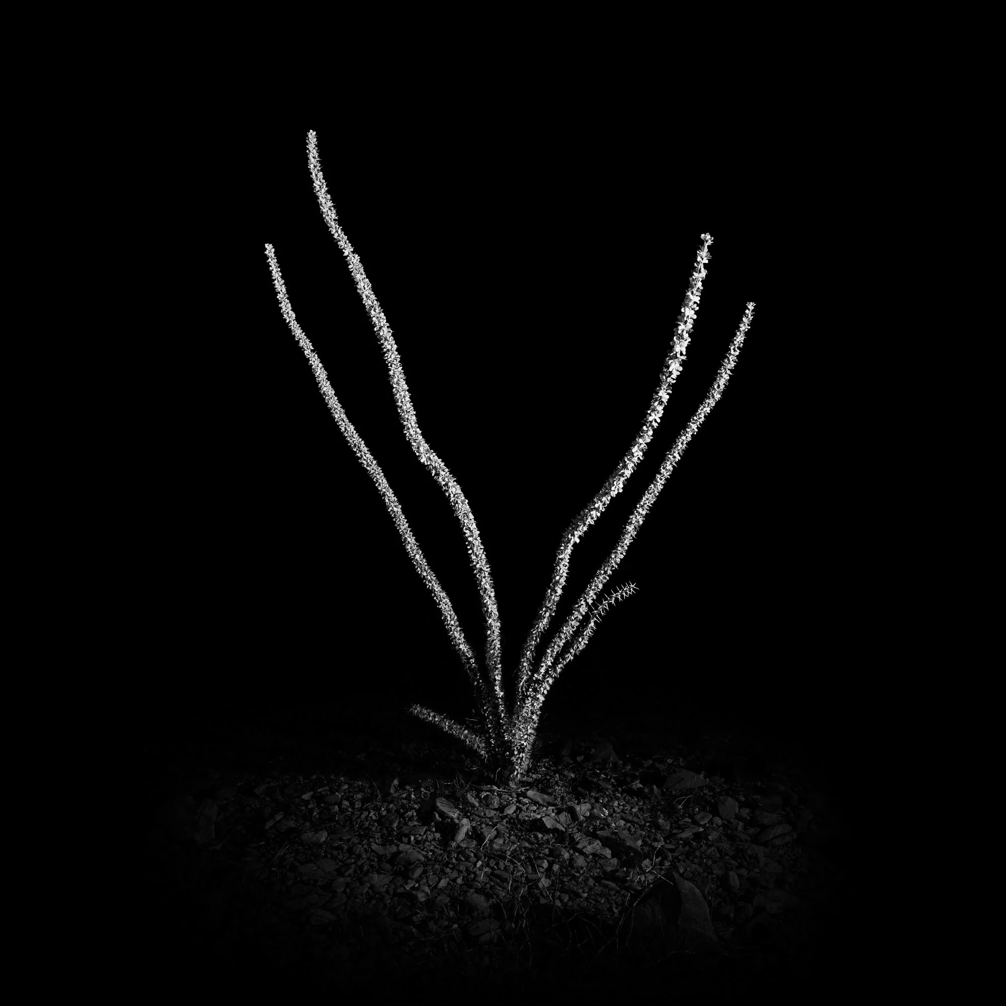 Fouquieria splendens OORS09