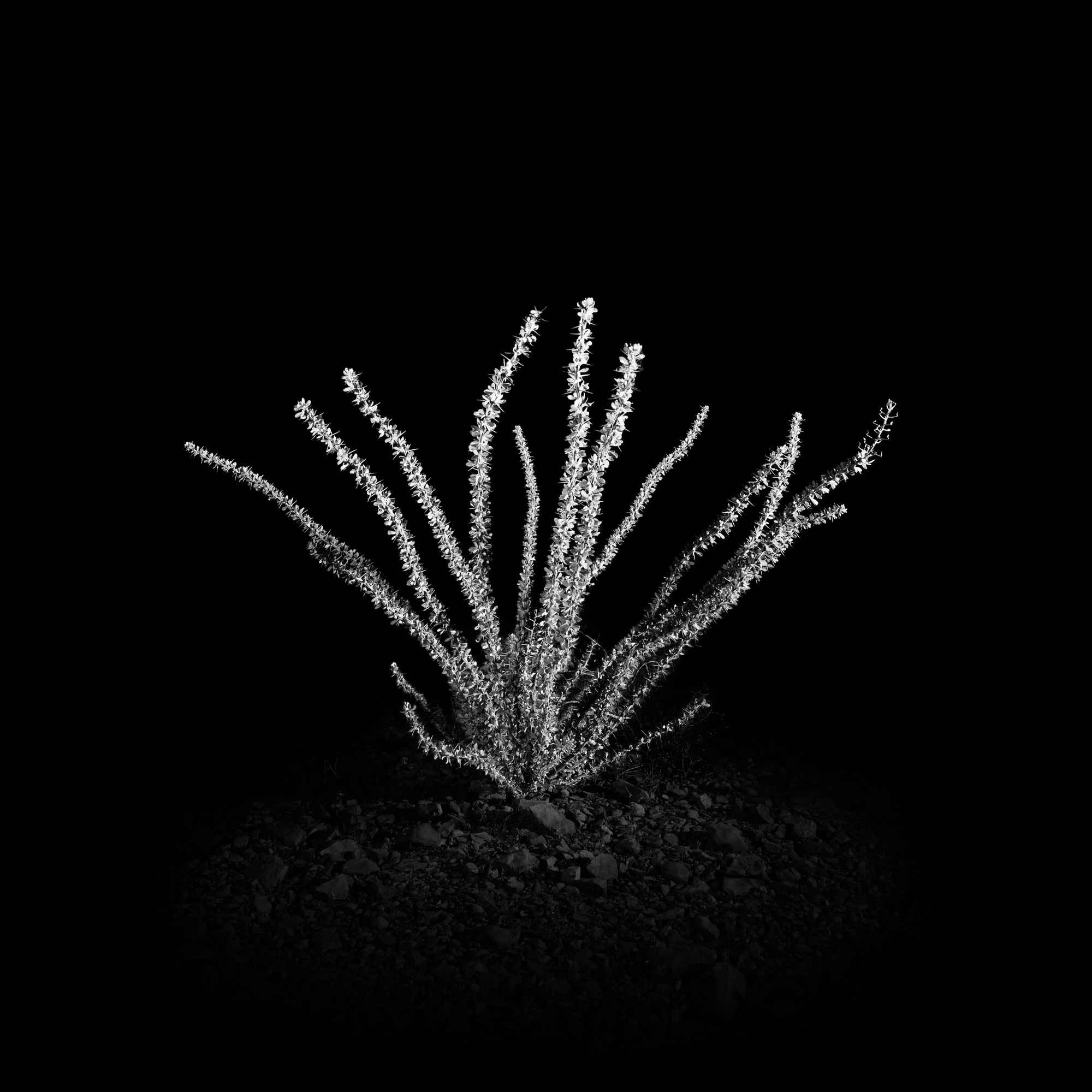 Fouquieria splendens OORS10