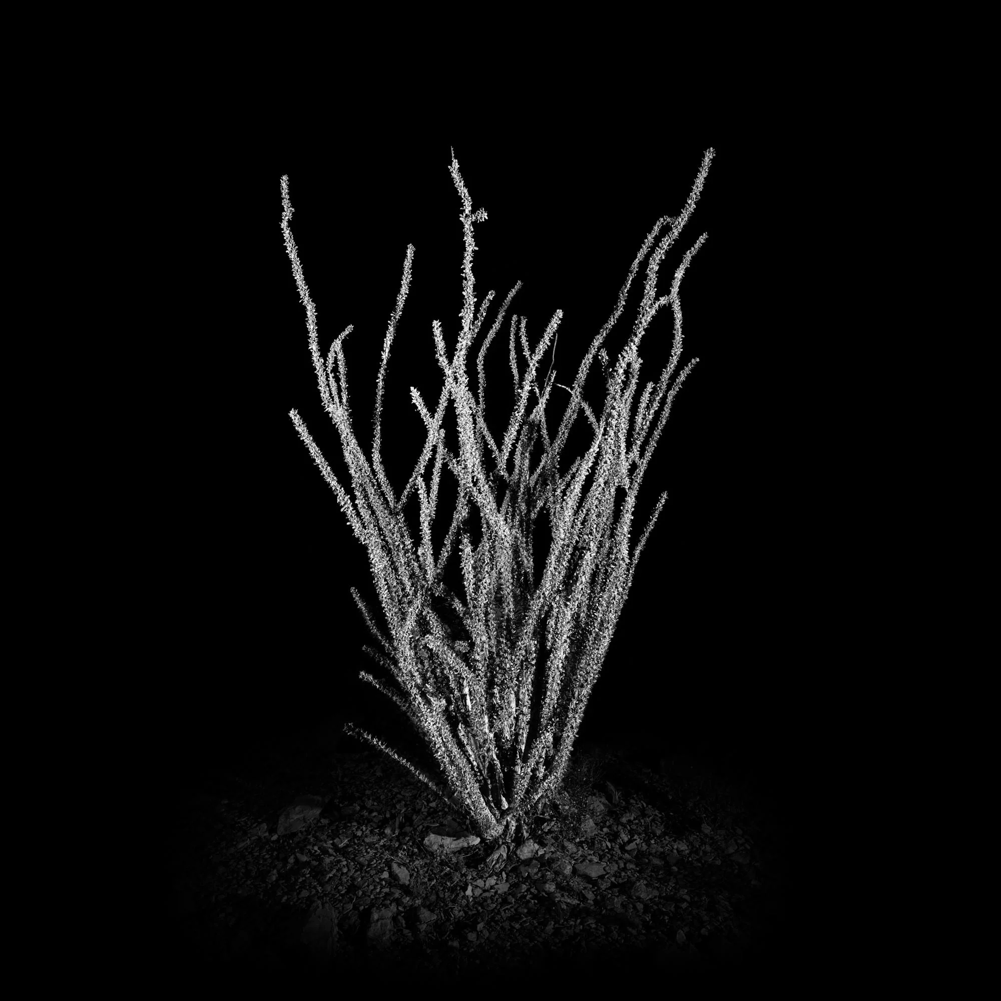 Fouquieria splendens OORS12