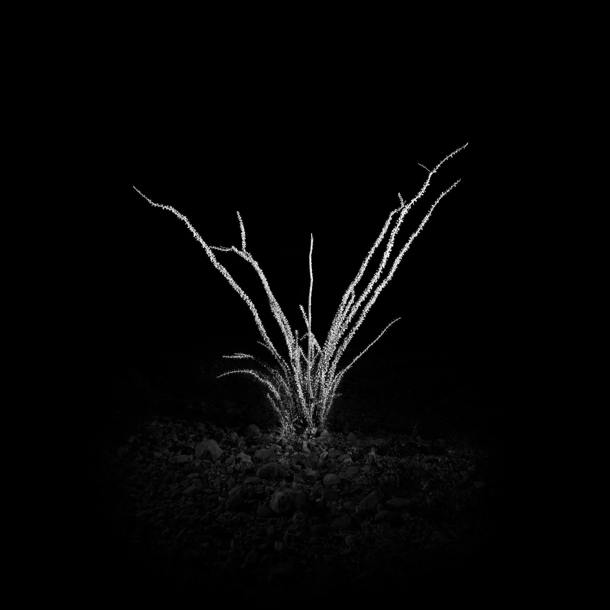 Fouquieria splendens OORS16