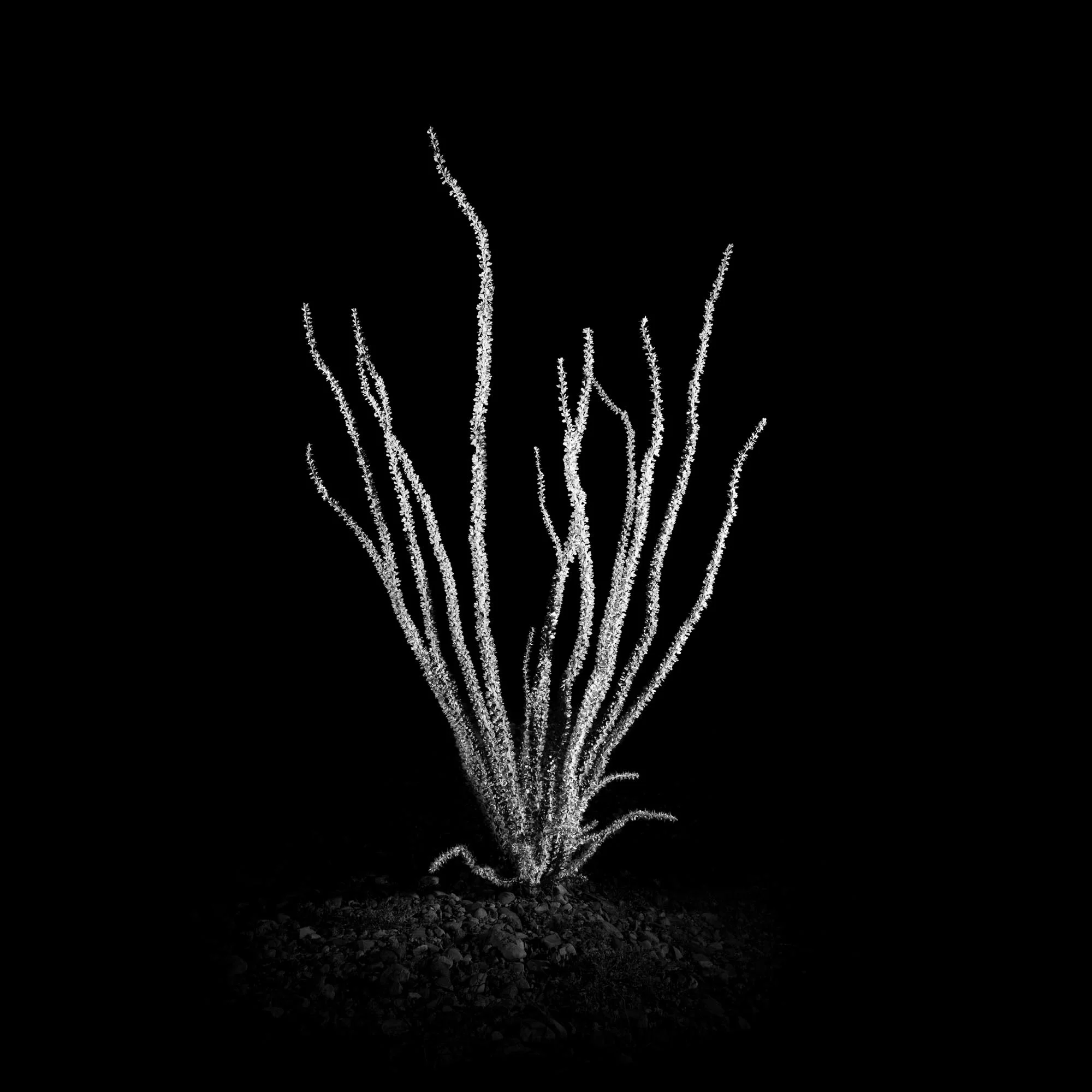 Fouquieria Splendens OORS15