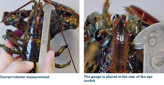 Lobster Bracelet - Life Style Image.jpg
