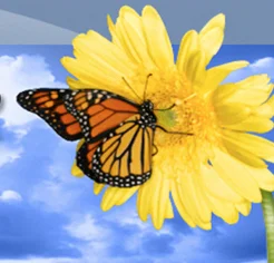 Rainbow Garden Club of North Texas