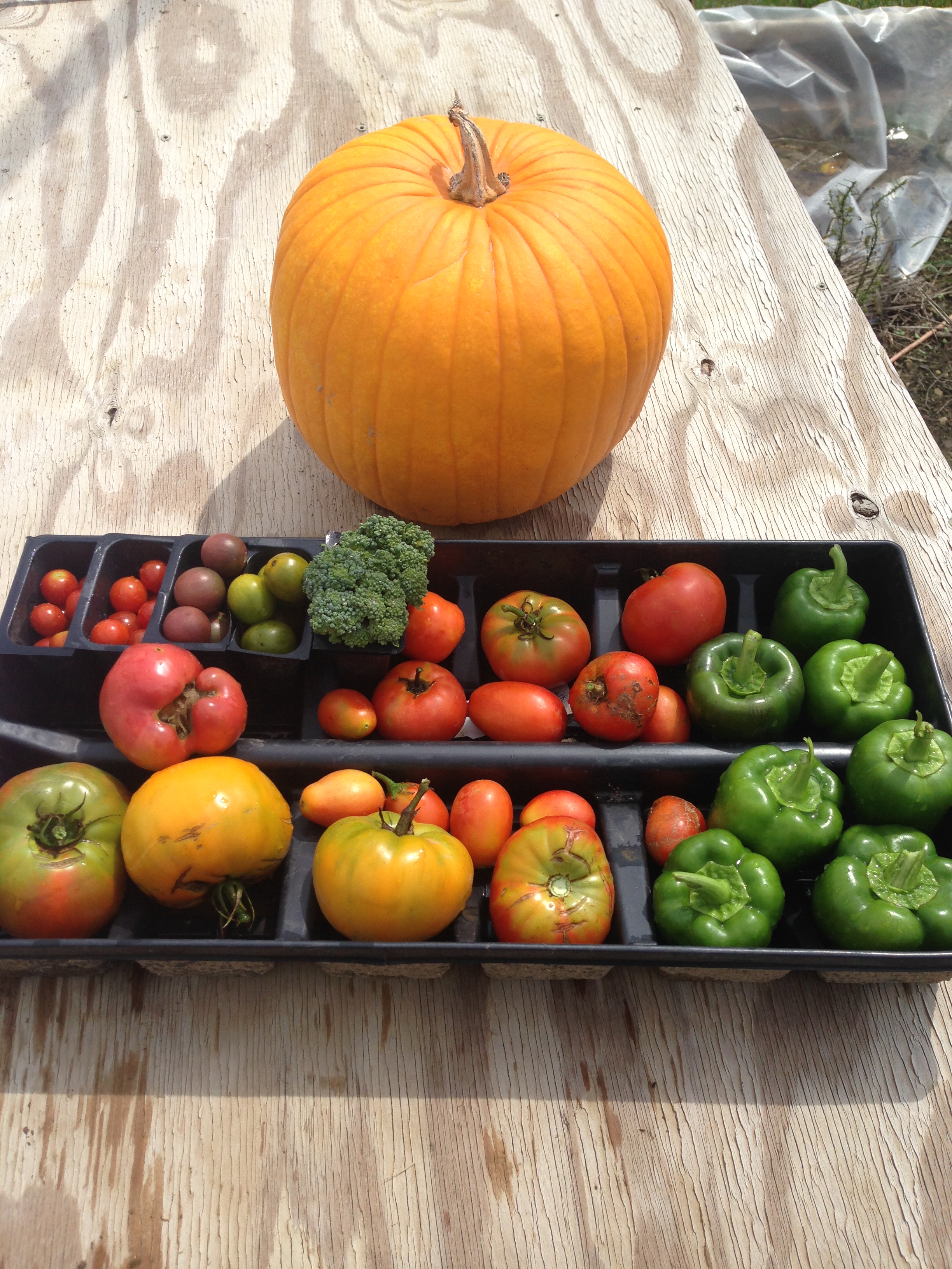 Garden.jpg