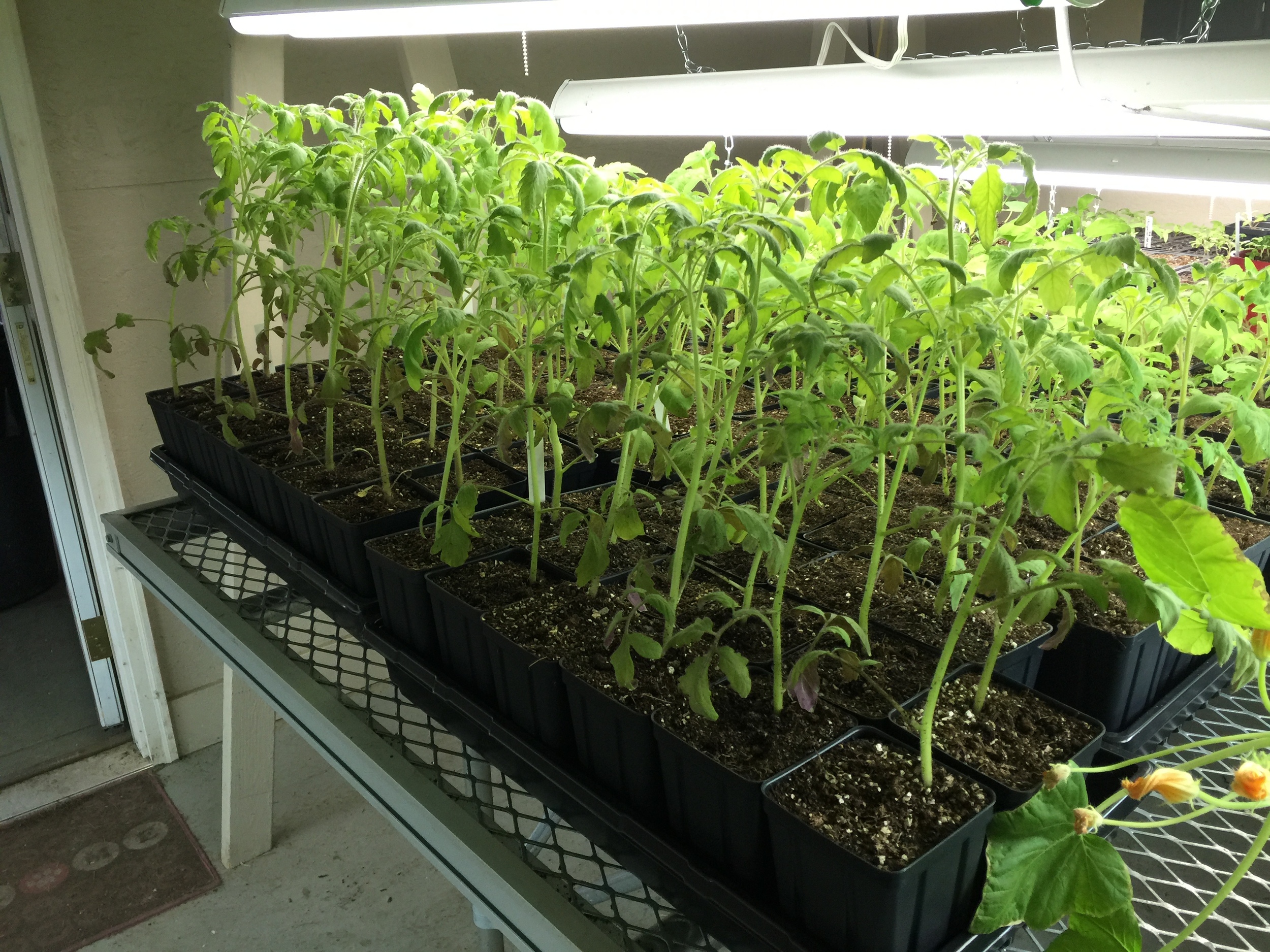 tomato plant seedlings.jpg