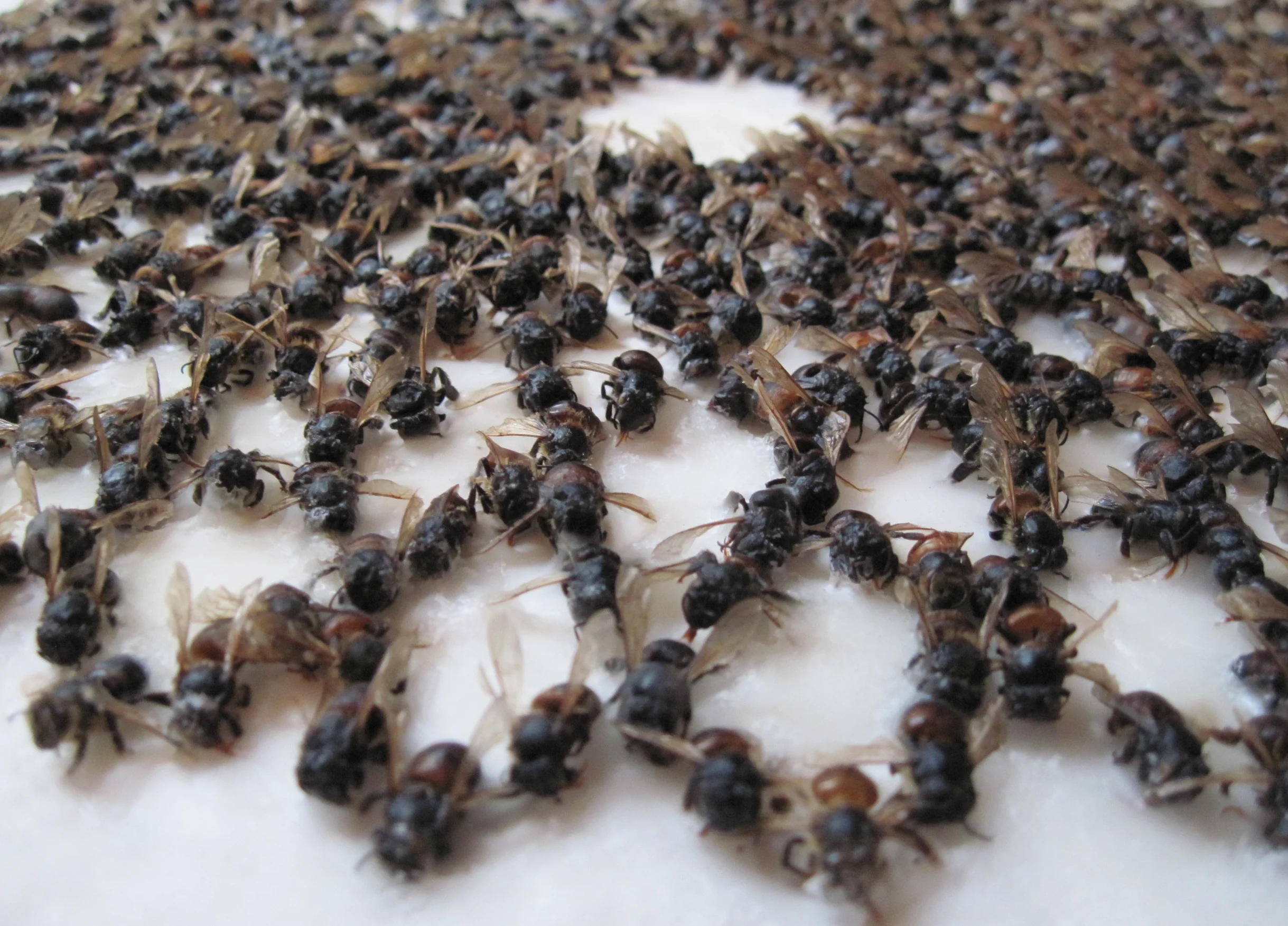 Mary Sweeney, Honeybees (detail), 2014