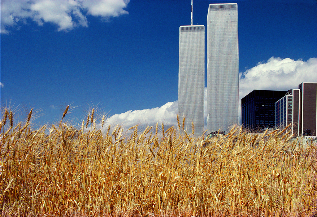 Wheatfield—A Confrontation:  Battery Park Landfill,  Downtown Manhattan—Blue Sky, World Trade Center