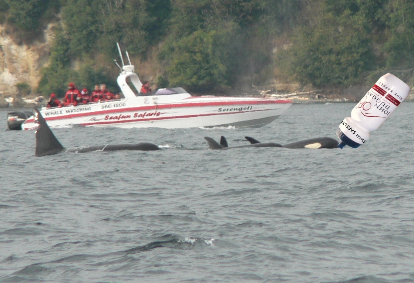 WHALE.jpg