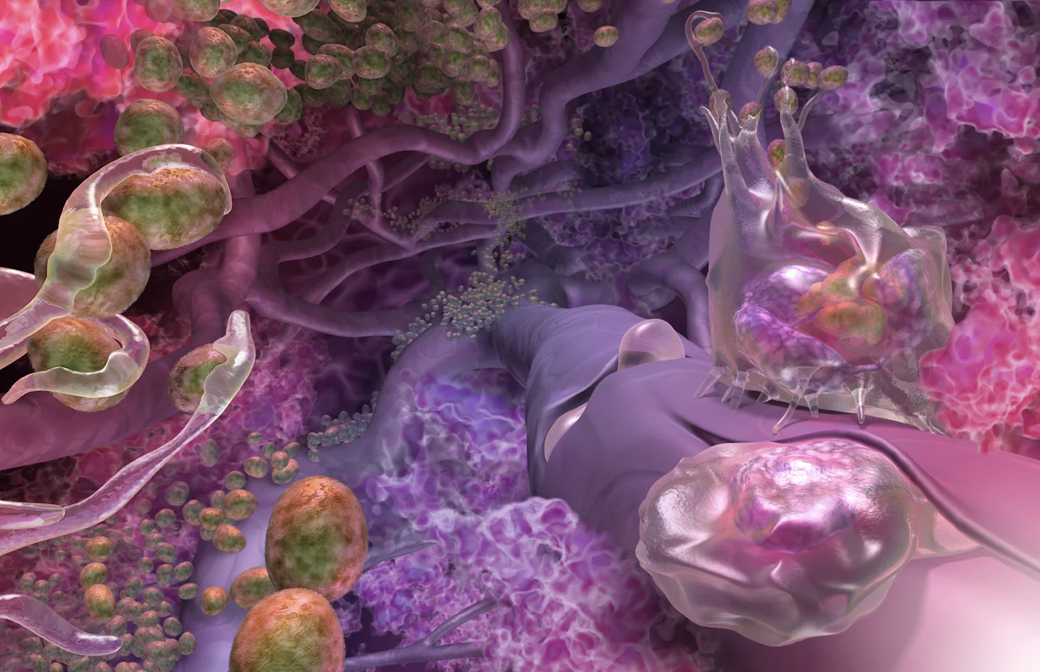 Active Lymphocytes