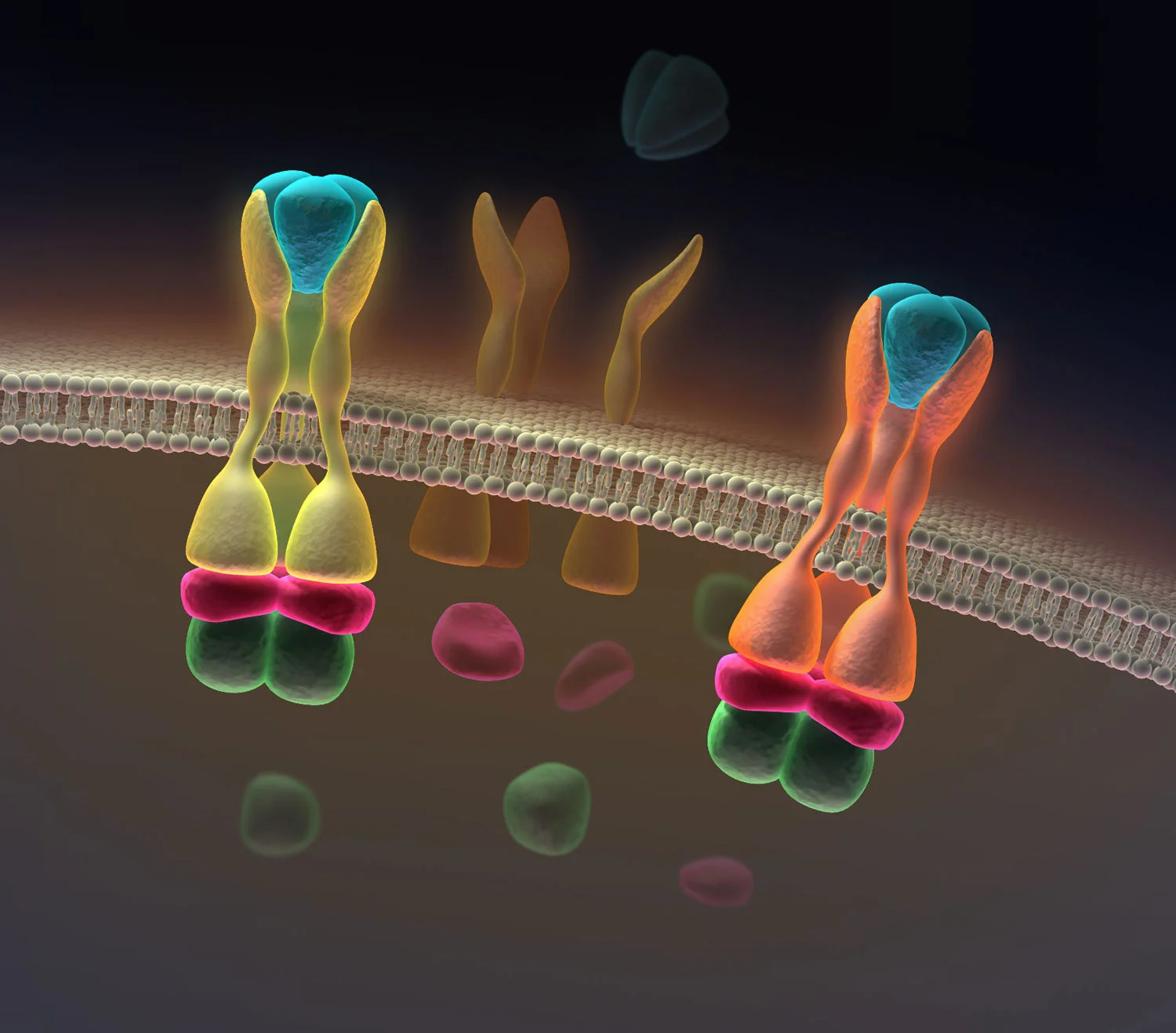 Death Receptors