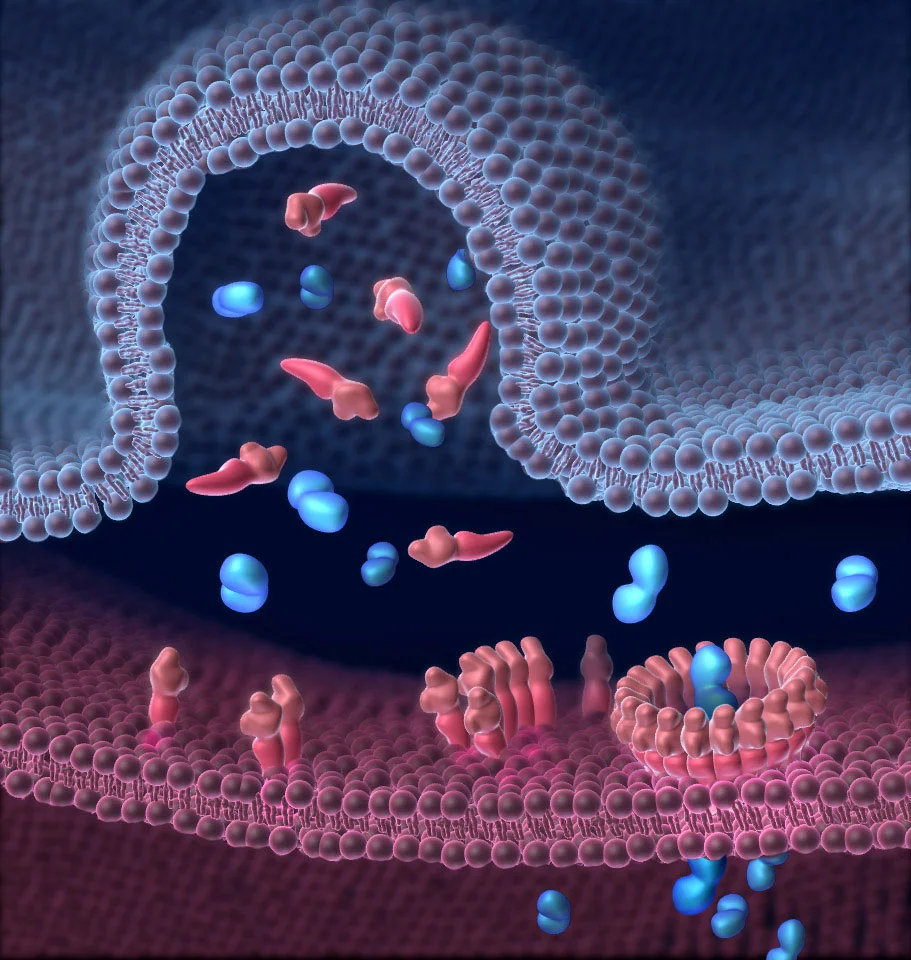 Granzymes Gain Access