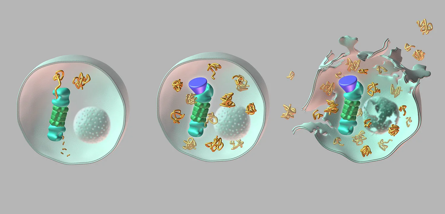 Protease Inhibition