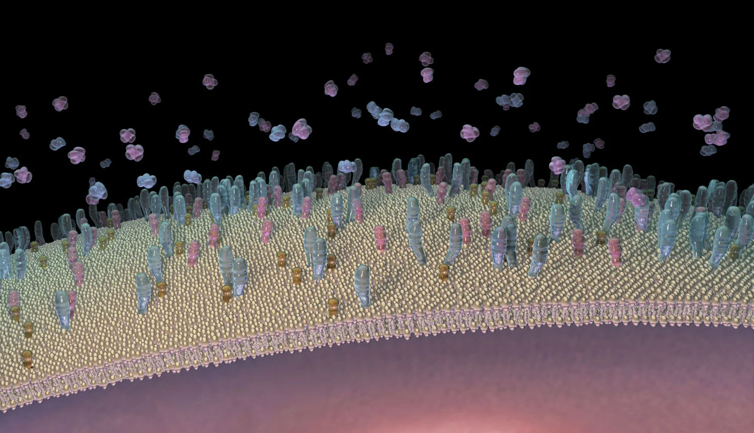 Cellular Receptors