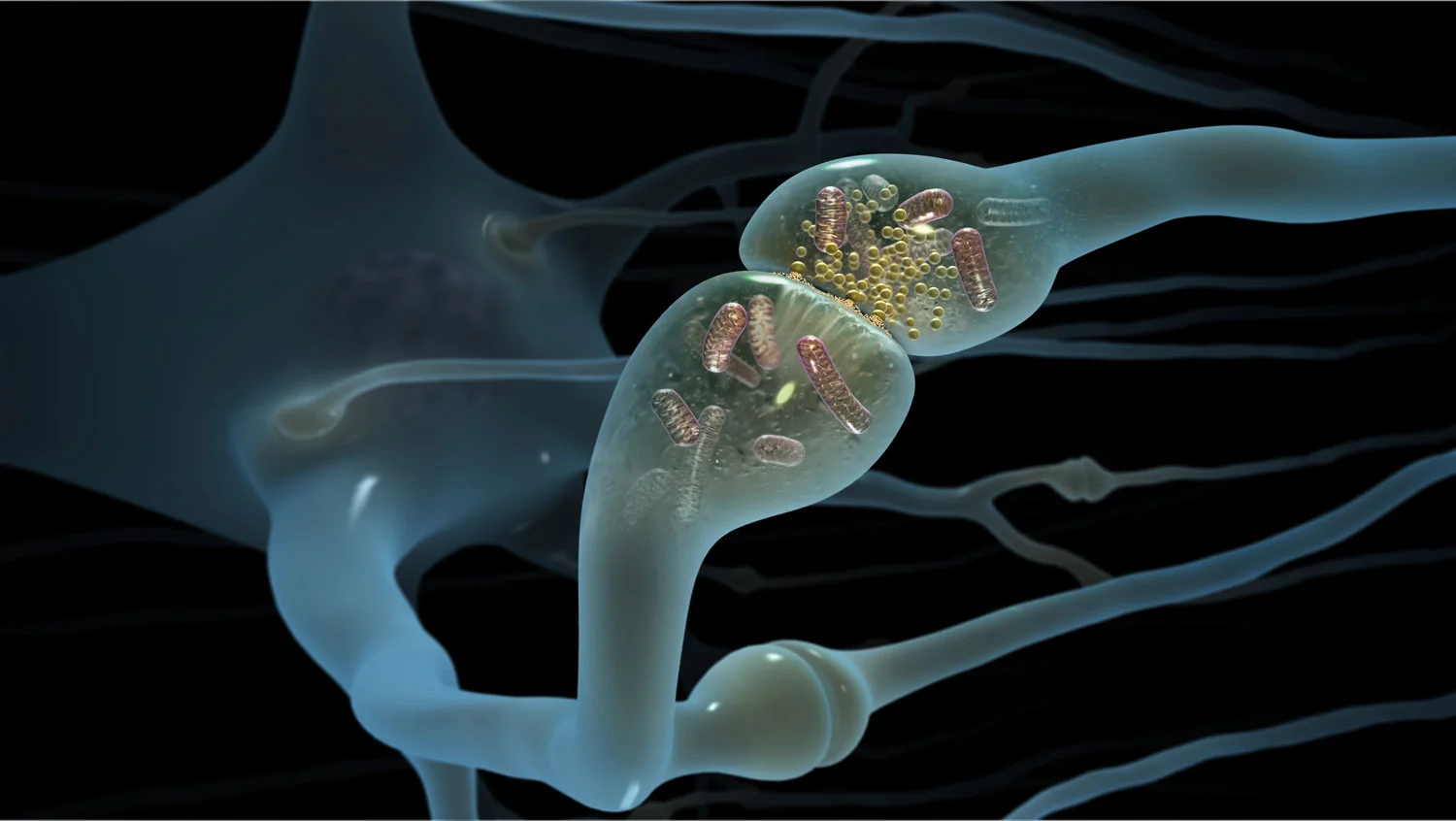 Synapse