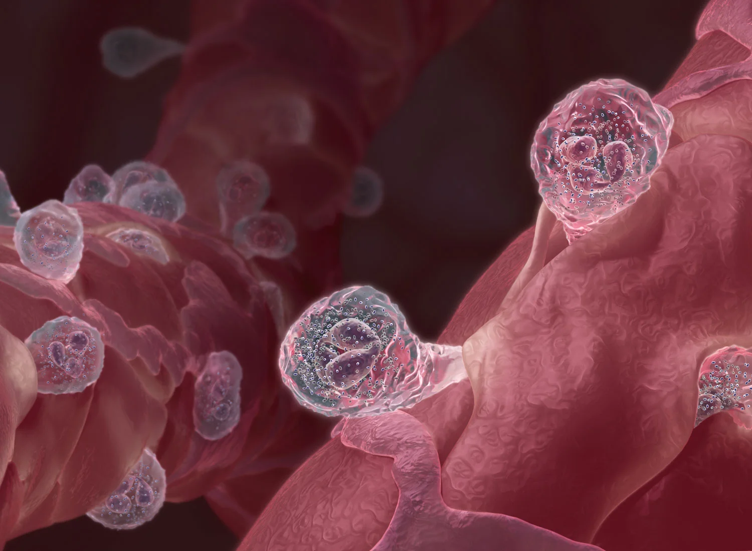 Lymphocytes squeeze through gaps in capillaries to engage pathogens