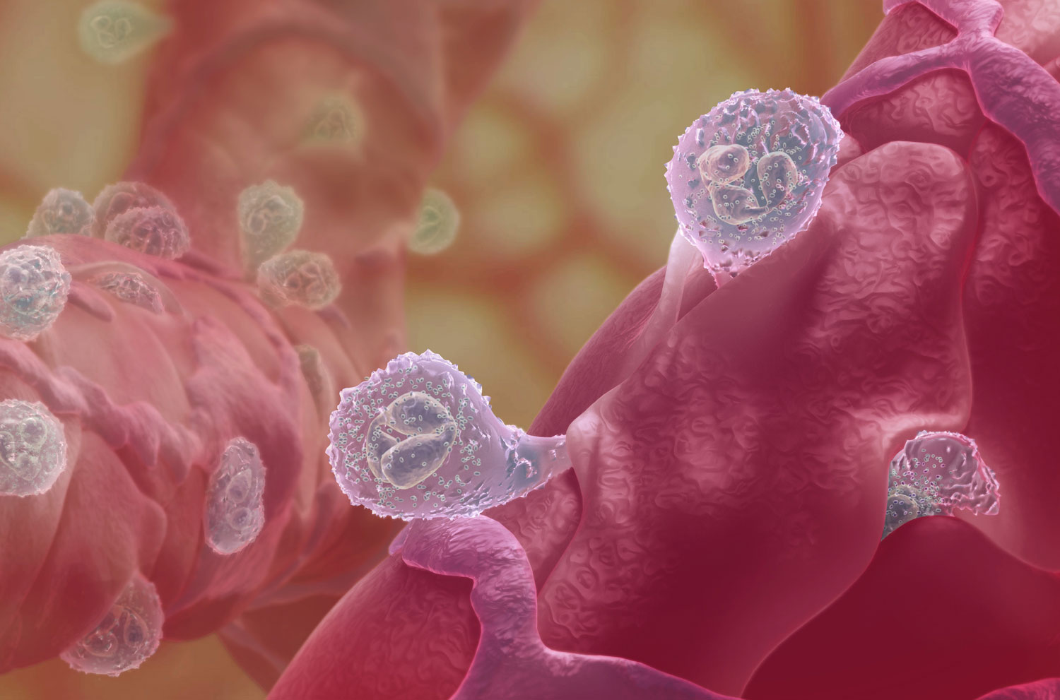 lymphocytes migrate from blood vessels in response to invasive pathogens