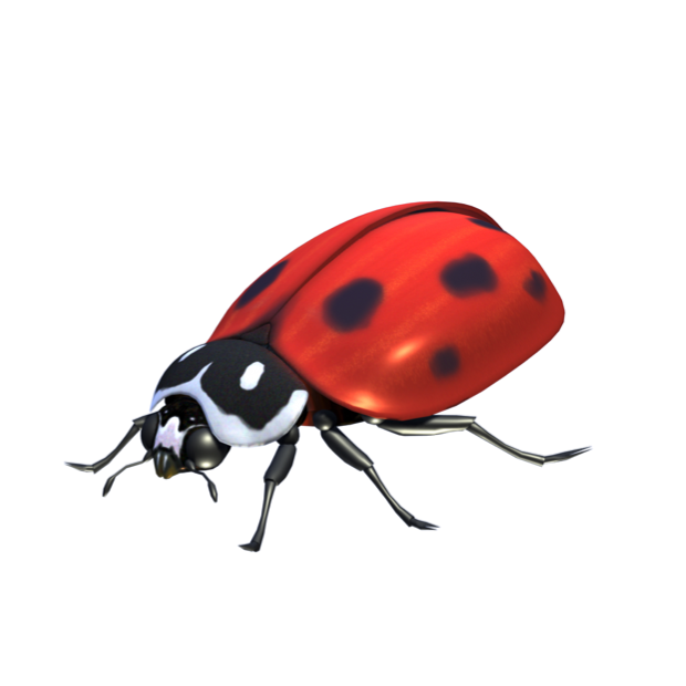 Ladybug.png