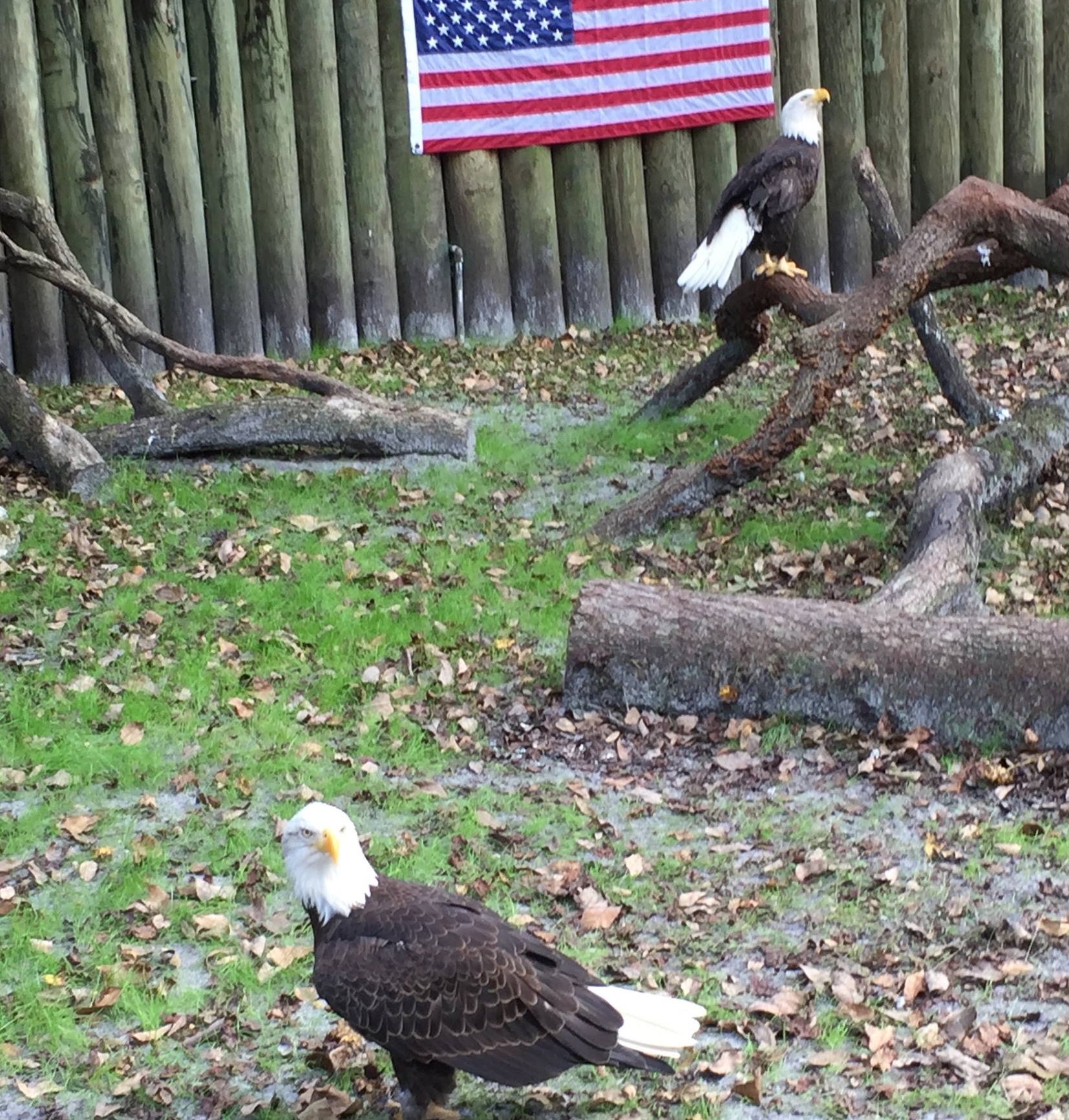 Eagles and Flags