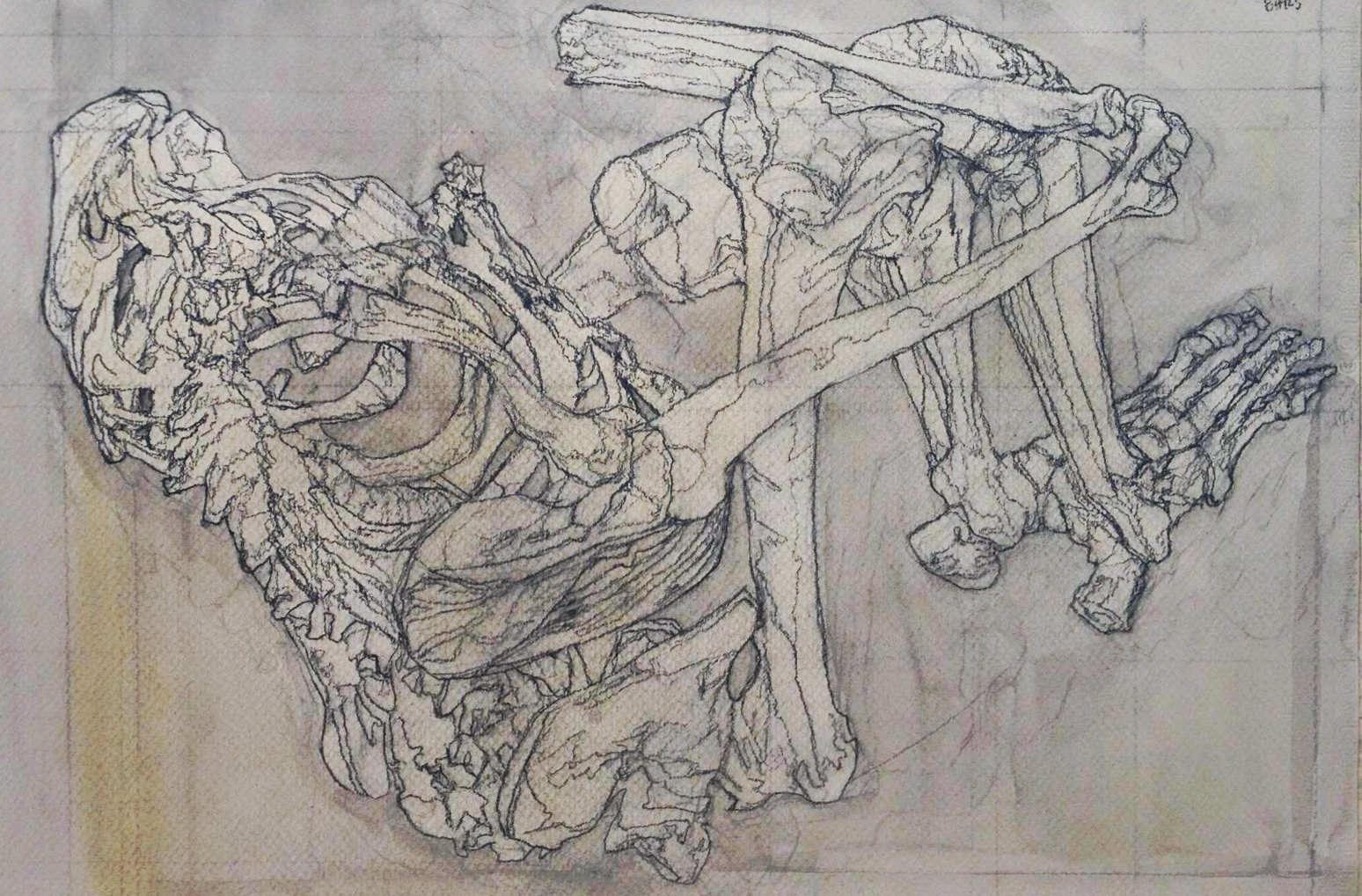 "These Bones", charcoal, pastel and India ink on paper.