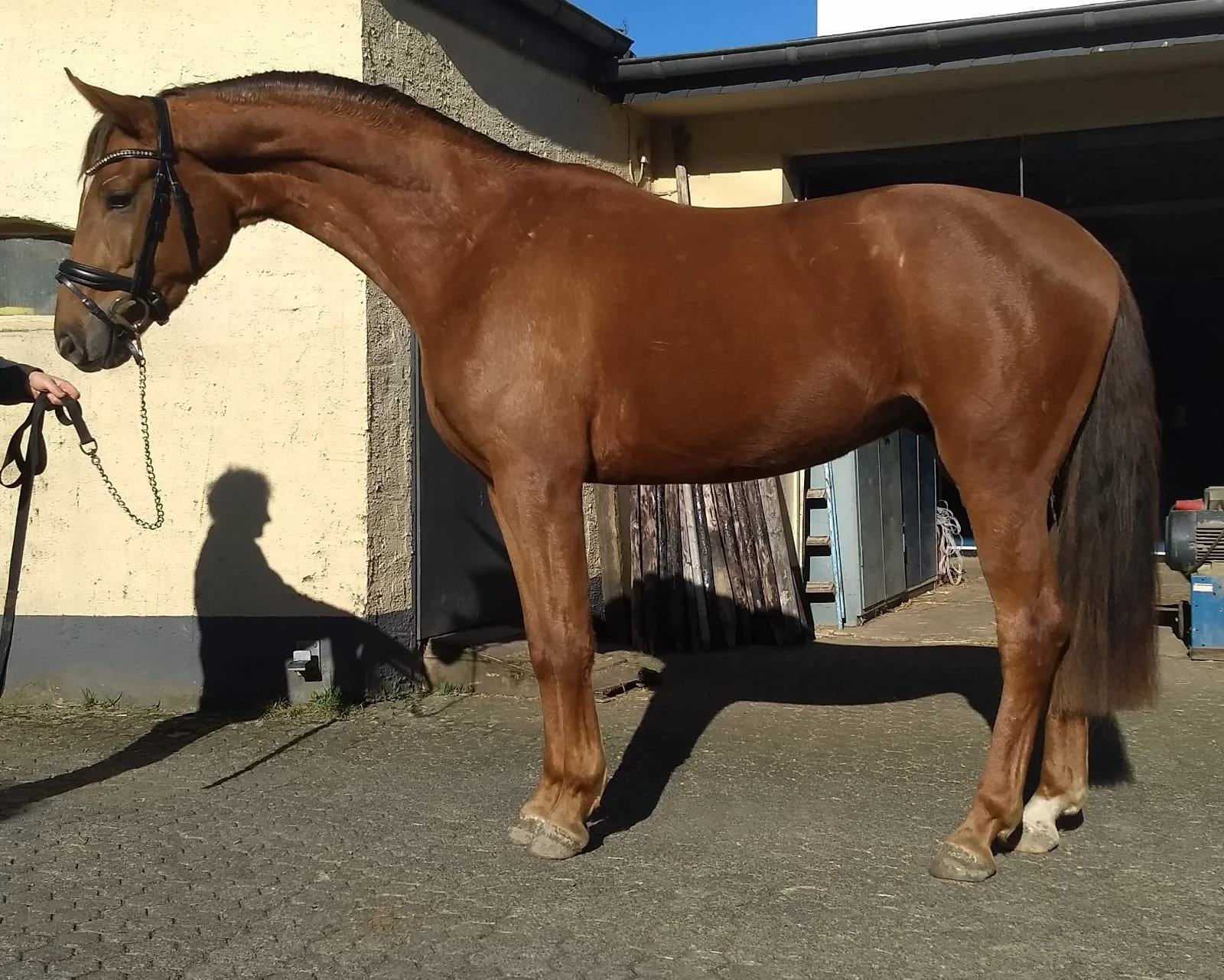 "Sirius" 2016 Oldenburg gelding