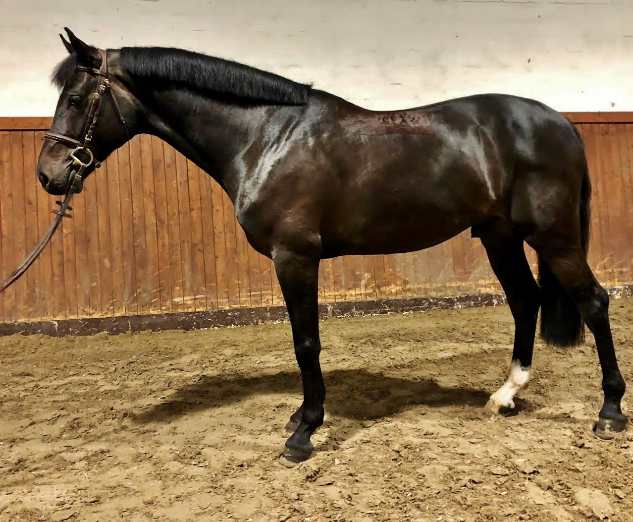"Junior" 6yr old Holsteiner gelding